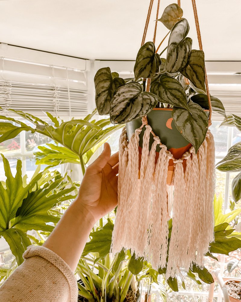 Plant hanger with pretty tassels
